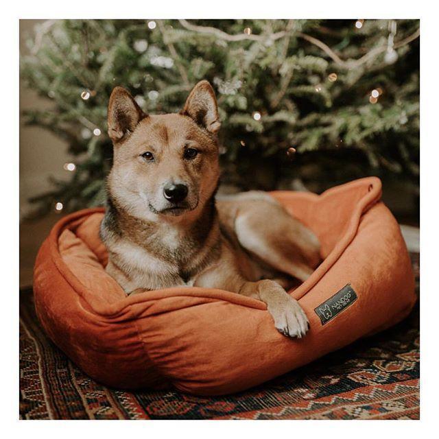 Choosing Luxury Dog Bed - Designer Dog Beds Stylish Puppy Bed - Nandog Pet Gear