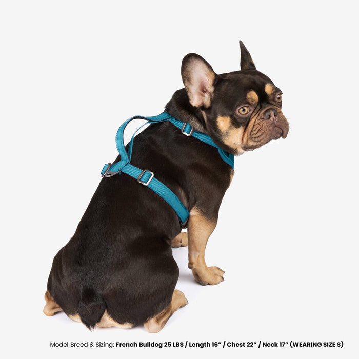 Neoprene Sport Dog Harness - Blue