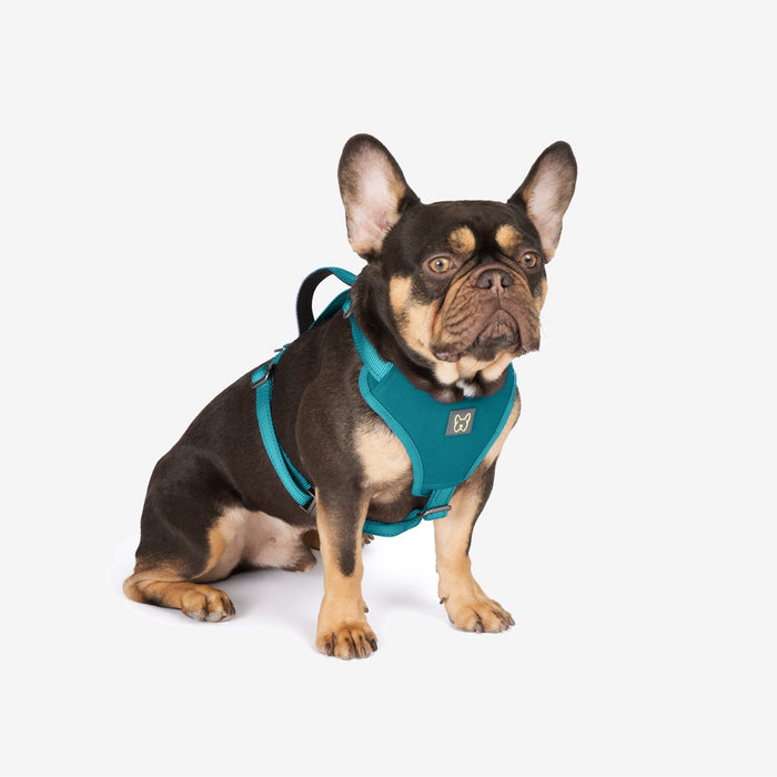 Neoprene Sport Dog Harness - Blue