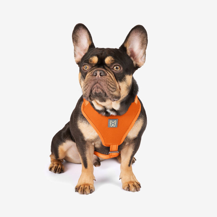 Neoprene Sport Dog Harness - Orange