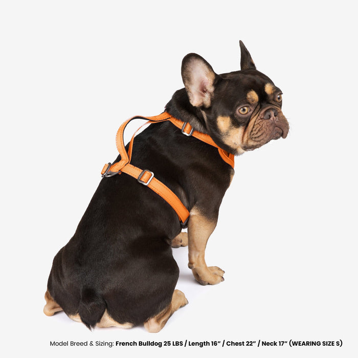 Neoprene Sport Dog Harness - Orange