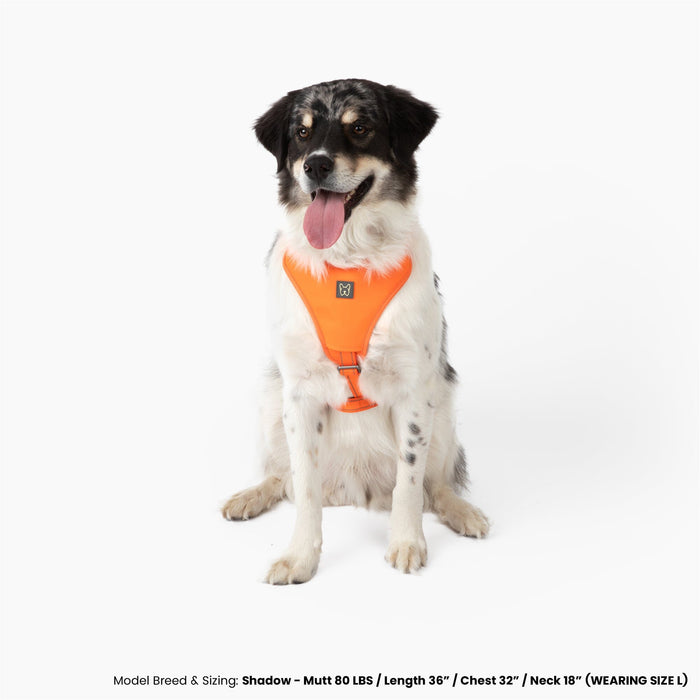 Neoprene Sport Dog Harness - Orange