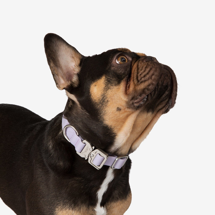 Waterproof Poly-Flex Sport Collar - Purple Lilac